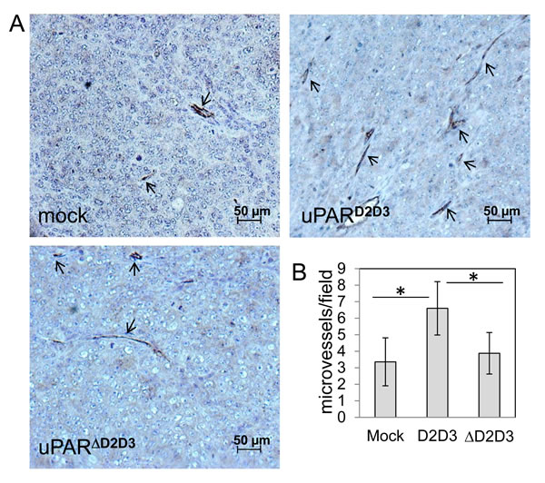Vascularization of ovarian tumors obtained by uPAR-transfected CHO-K1 cells A.