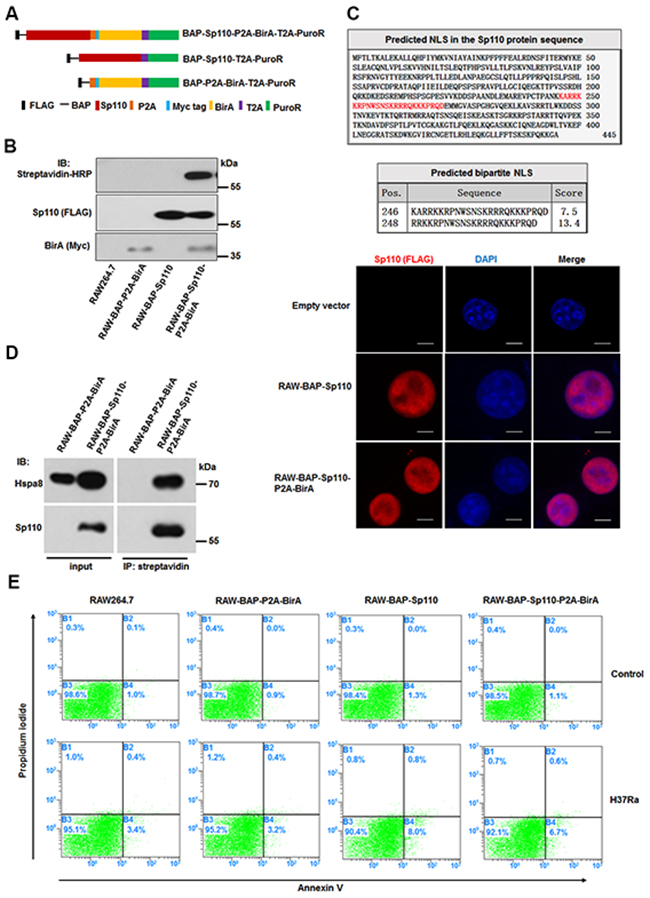 Characterization of macrophages stably expressing biotinylated Sp110.
