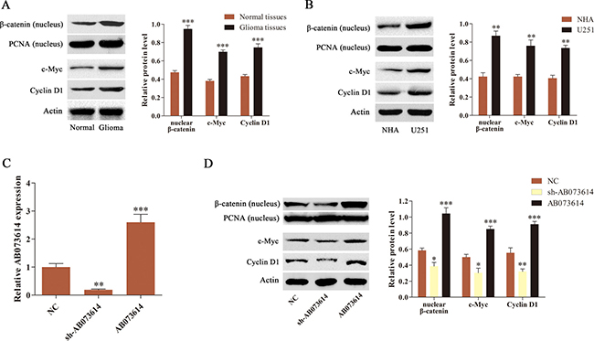 AB073614 was able to positively regulate the Wnt/&#x03B2;-catenin signaling activity.