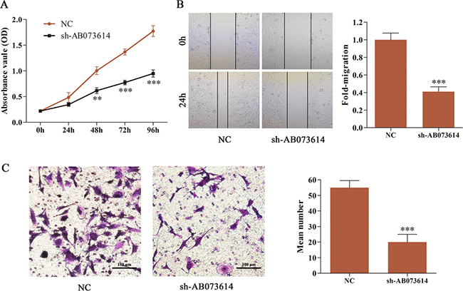 Silencing AB073614 suppressed cell proliferation, migration, and invasion of glioma cells.