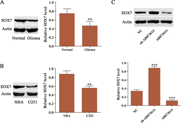 SOX7 expression was frequently downregulated and negatively regulated by AB073614 in glioma.