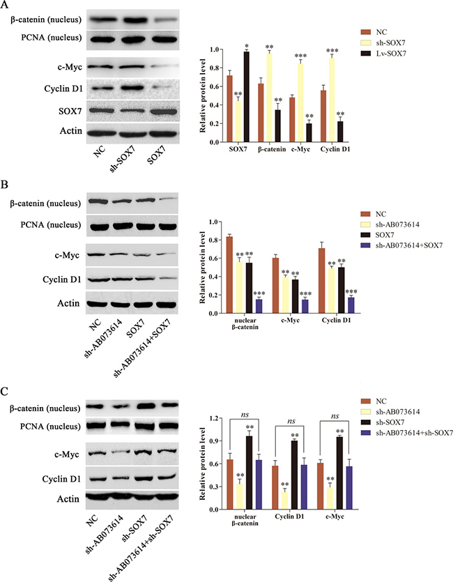 AB073614 regulated the Wnt/&#x03B2;-catenin signaling activity dependent on SOX7 in vitro.