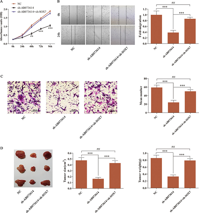 Inhibition of SOX7 abolished the sh-AB073614 induced tumor-suppressive effect on glioma in vitro and in vivo.