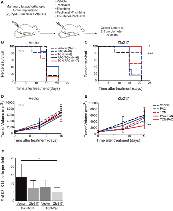 Triciribine-paclitaxel (TCN&#x2192;PAC) combination therapy increases survival and reduces tumor volume in immunocompetent mice with tumors that overexpress Zfp217.