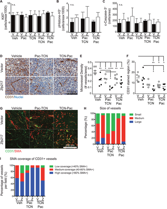 Increased expression of Zfp217 decreases the microvessel density but does not affect proliferation or apoptosis rates.