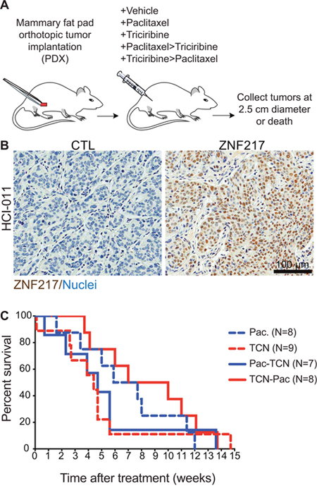 Triciribine-paclitaxel (TCN&#x2192;PAC) combination therapy has decreased efficacy in tumors from patient-derived tumor xenografts (PDX) grown in immunocompromised mice.