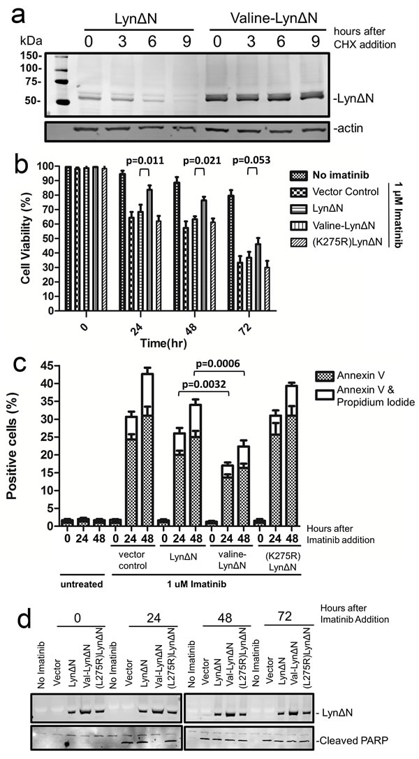 Lyn&#x394;N induced imatinib resistance.