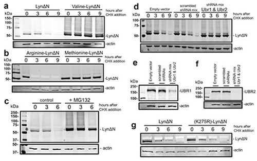 Lyn&#x394;N is degraded by the N-end rule pathway.