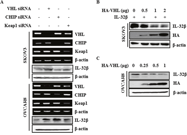 IL-32&#x03B2; is regulated by E3 ligase VHL.