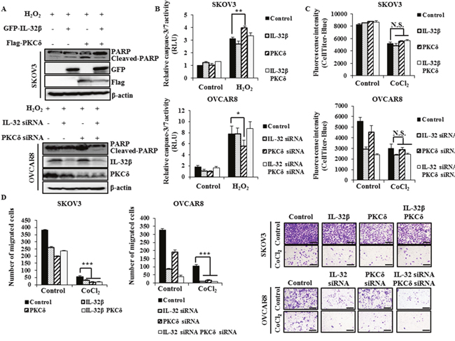 IL-32&#x03B2; prevents PKC&#x03B4;-induced apoptosis under oxidative stress.