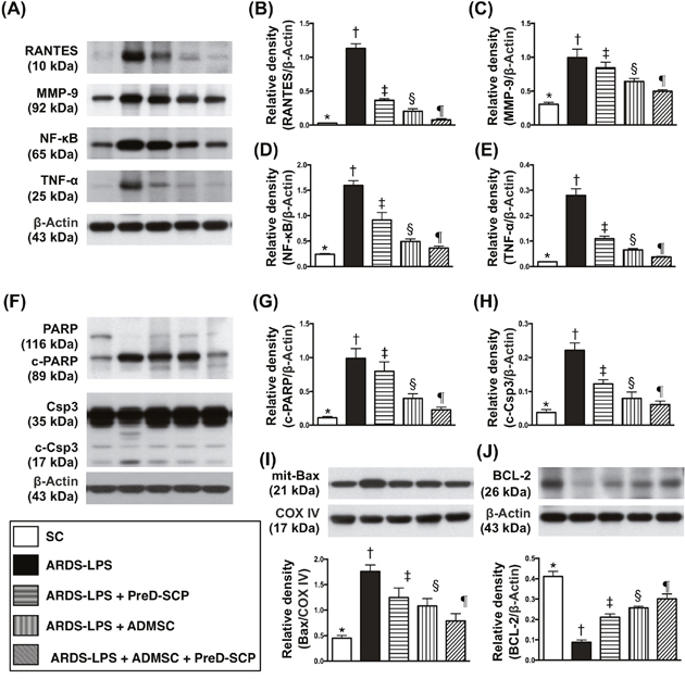Inflammatory, apoptotic, and anti-apoptotic biomarkers in lung parenchyma 5 d after ARDS and sepsis induction.