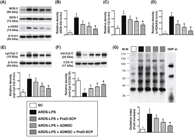 Mitochondrial and DNA damage biomarkers, and oxidative stress in lung parenchyma 5 d after ARDS and sepsis induction.