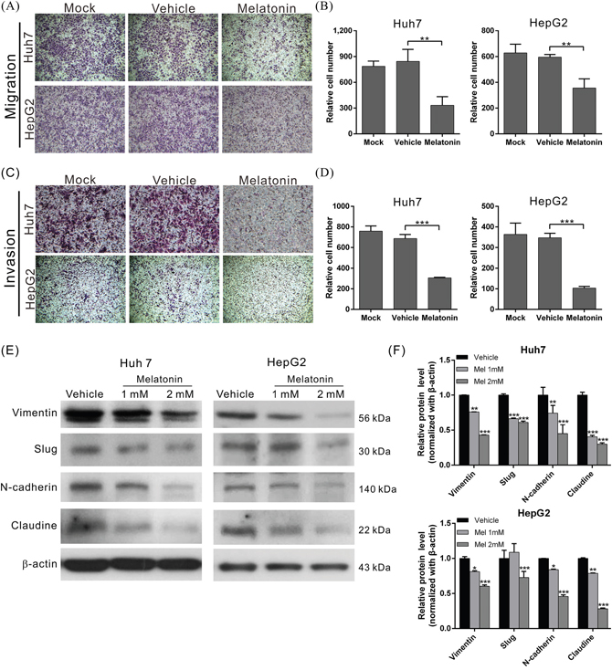 Melatonin suppressed HCC cell migration and invasion by inhibiting EMT.