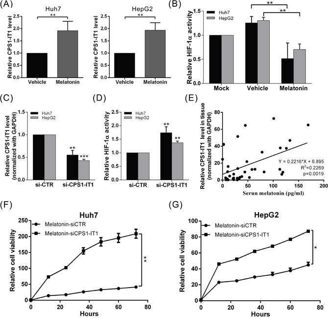 Melatonin inhibited HCC progression via CPS1-IT1-mediated HIF-1&#x03B1; inactivation.