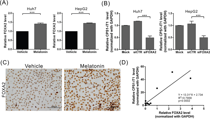 Melatonin induced lncRNA-CPS1-IT1 expression by upregulating FOXA2 expression.