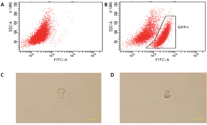 Cell division of co-cultured hMDMs in serum-free media.