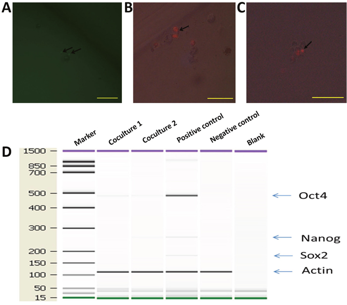 hMDMs not only proliferate but also give rise to mammospheres in serum-free media.