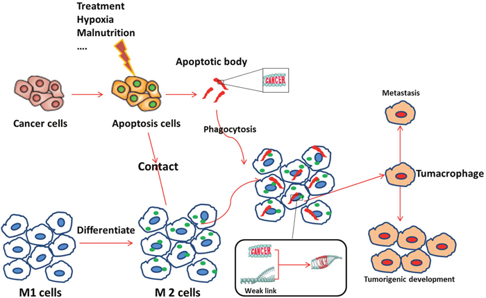 Possible mechanism for the emergence of tumacrophages.