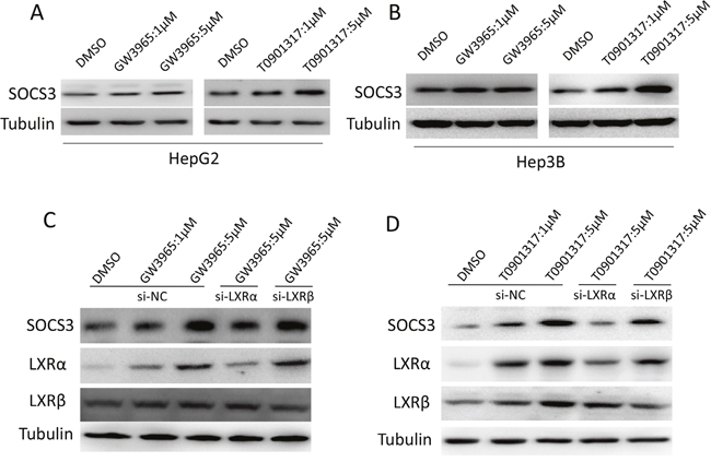 LXR agonists upregulate SOCS3 protein via activating LXR&#x03B1;.