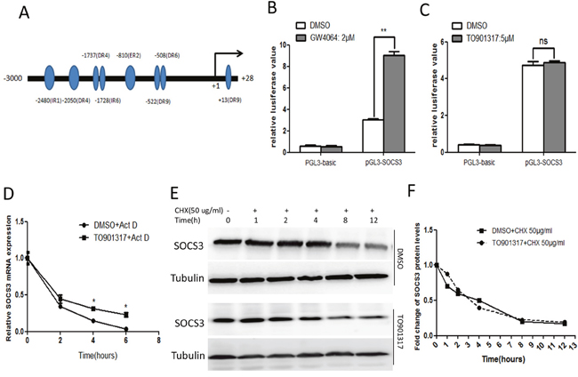 Activation of LXR enhances the stability of SOCS3 mRNA.