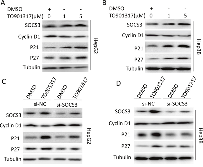 LXR activation decreases cyclin D1 and increases p21 and p27 via inducing SOCS3.