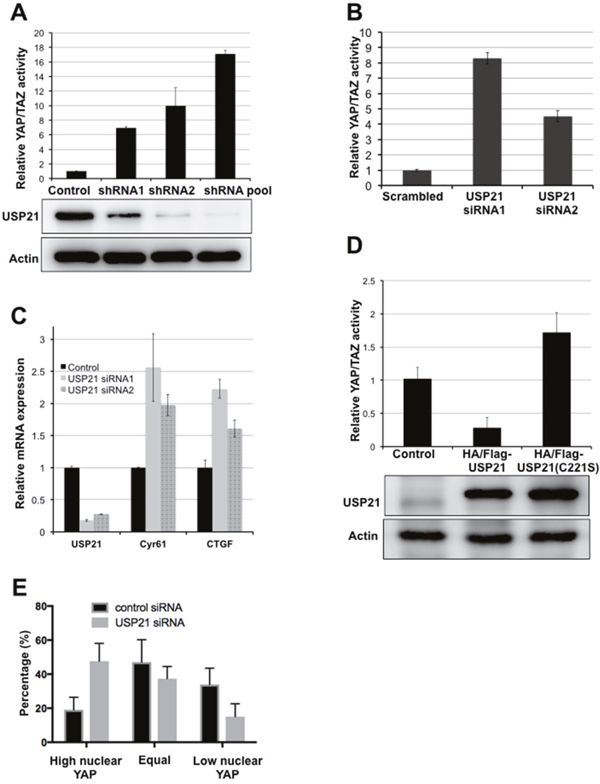 USP21 regulates YAP/TAZ activity.