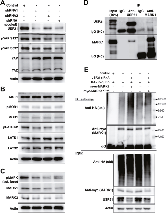 USP21 regulates the stability of MARK proteins and MARK1 ubiquitylation.