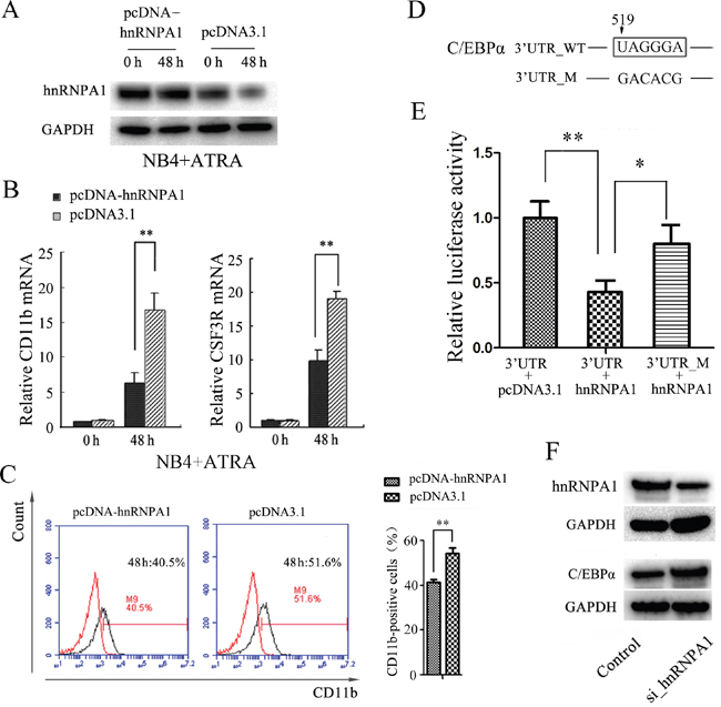 Enforced expression of hnRNP A1 inhibits ATRA-induced granulocyte differentiation and hnRNP A1 down-regulates C/EBP&#x03B1; expression in NB4 cells.