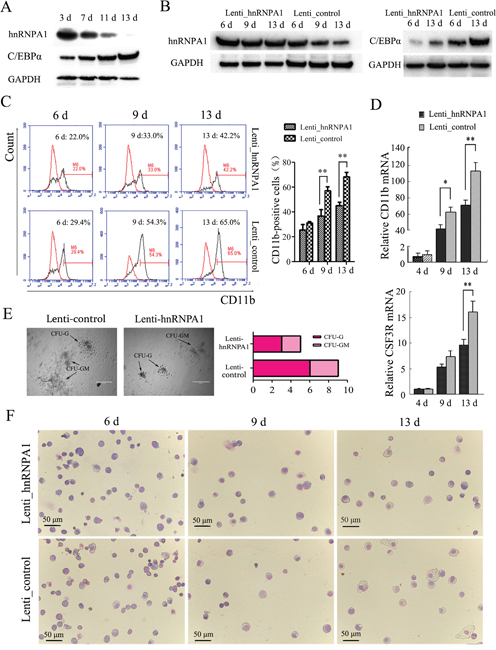 hnRNP A1 plays an important role via its regulation on C/EBP&#x03B1; in normal granulocytopoiesis.