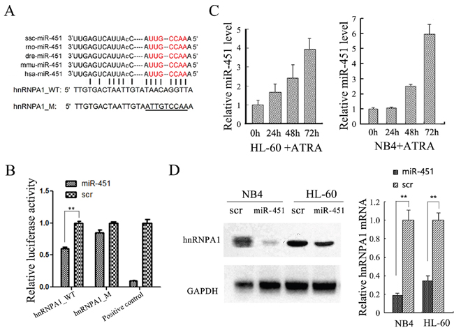 hnRNP A1 was identified as a target gene of miR-451 in NB4 and HL-60 cells.