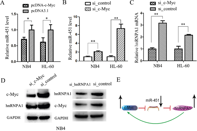 A feed-back loop comprising c-Myc, miR-451 and hnRNP A1 is involved in AML development.