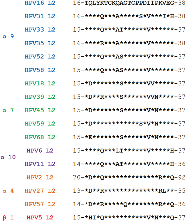 Homologous analysis of HPV58 L2 aa.15-37 peptide and comparable sequences from different HPV types.