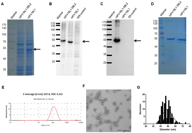 Analysis of the HPV16L1-58L2 chimeric protein.