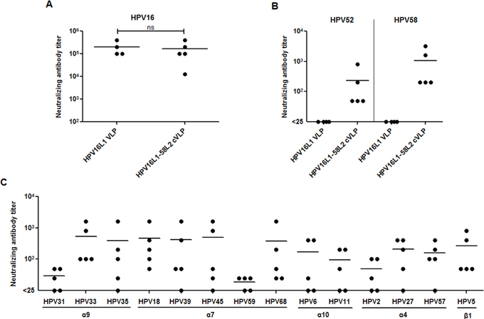 HPV16L1-58L2 cVLPs induced broadly cross-neutralizing antibody response in mice.