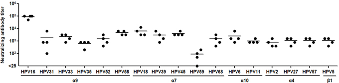 HPV16L1-58L2 cVLPs induced broadly cross-neutralizing antibody response in rabbits.
