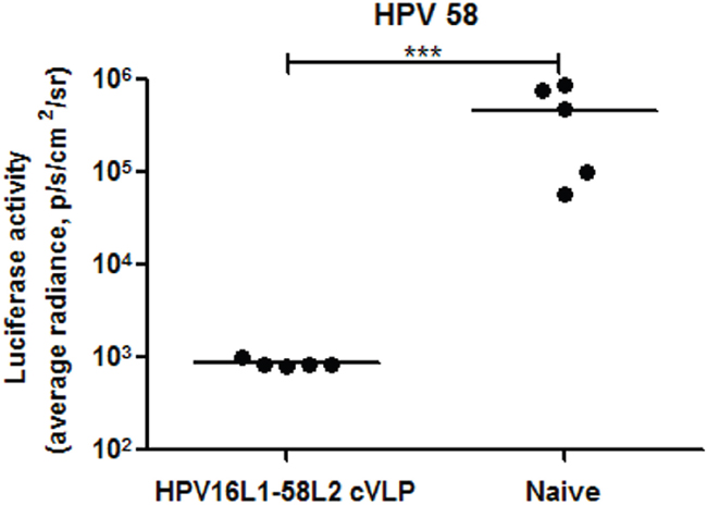 HPV16L1-58L2 cVLP induced long-term protection in mice.