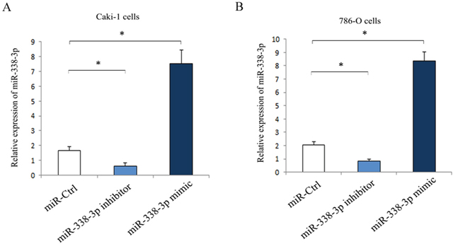 Expression of miR-338-3p in RCC cells post-transfection with miR-338-3p miR-338-3p mimic or inhibitor for 24 h.