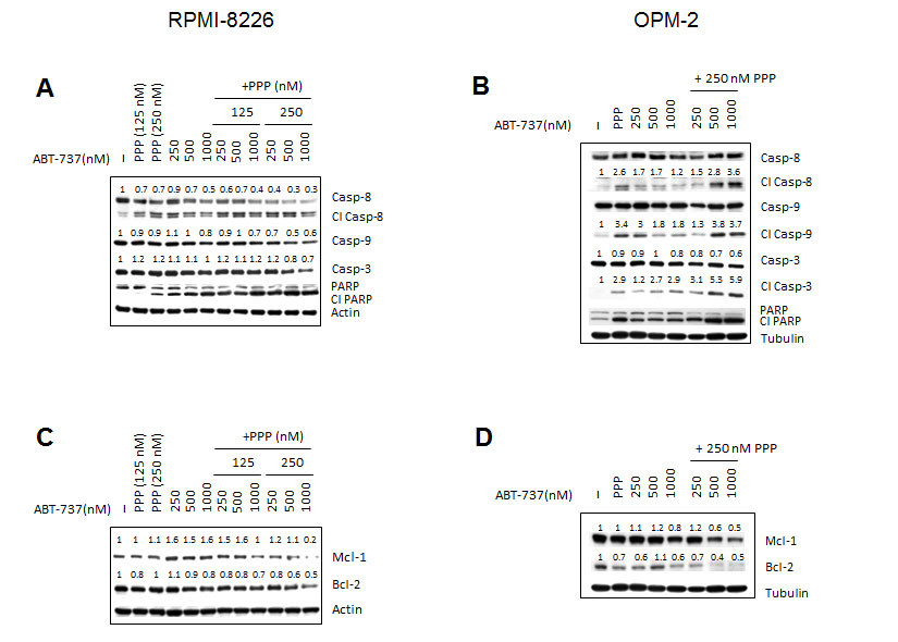 Effect of co-treatment on caspases activation and expression of Mcl-1 and Bcl-2.