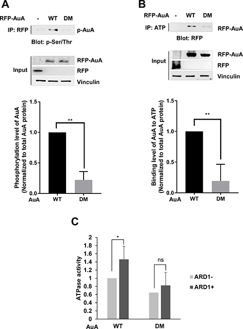 ARD1-mediated AuA acetylation at K75/K125 enhances AuA kinase activity.