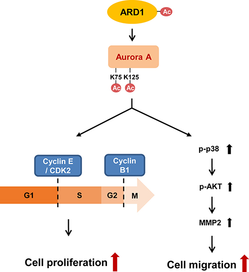 Schematics for regulation of cell proliferation and migration by ARD1-mediated AuA acetylation.