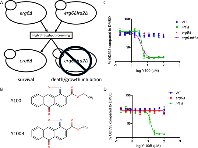 Y100 and Y100B are synthetic lethal with a yeast model of NF1 loss.