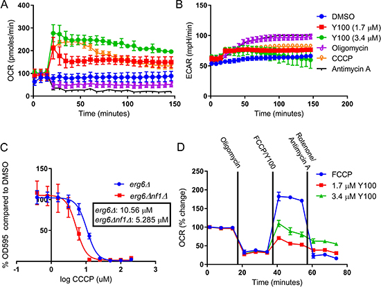 Y100 disrupts mitochondrial homeostasis.