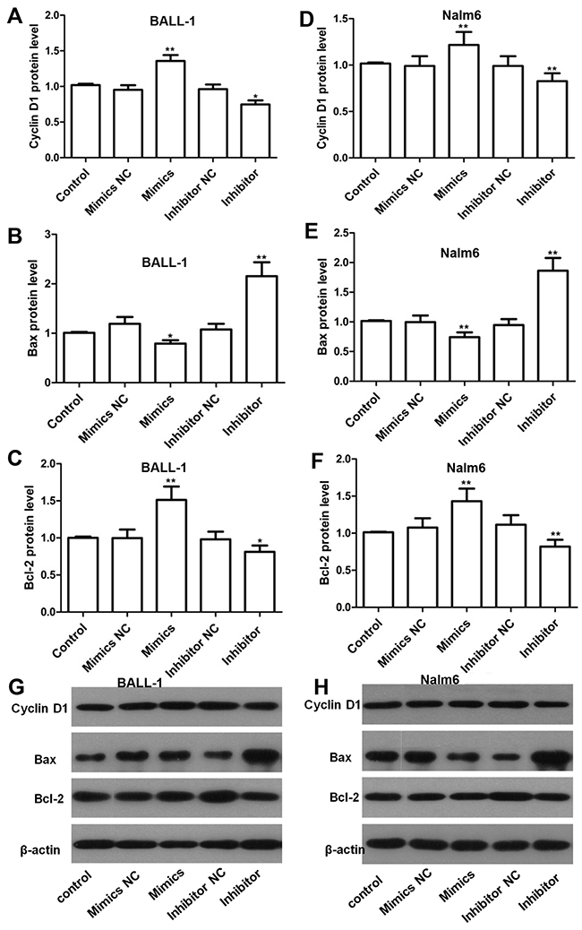 Effects of miR-708 on the expression of proteins related to the cell cycle and apoptosis as determined by western blotting.