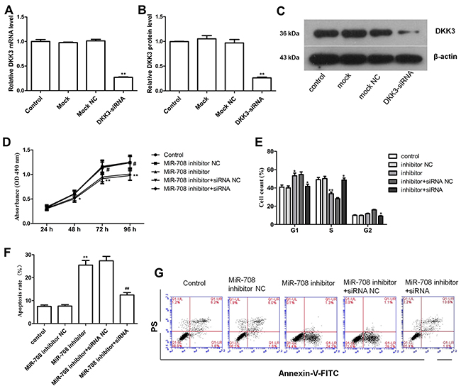 Depletion of DKK3 by siRNA eliminates the effect of a miR-708 inhibitor on Nalm-6 cells.