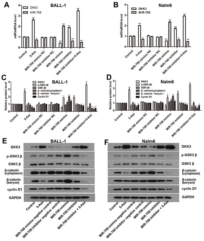 5-Aza and the miR-708 inhibitor increased DKK3 expression and inhibited the Wnt signaling pathway in the B-ALL cell lines.