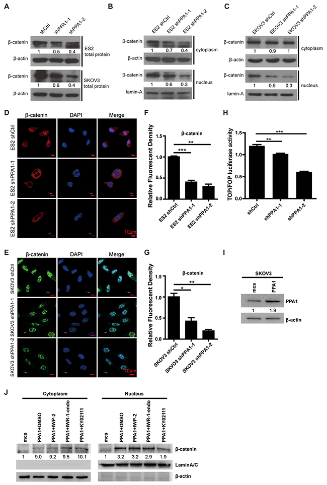 Silencing PPA1 suppresses Wnt/&#x03B2;-catenin signaling pathway.