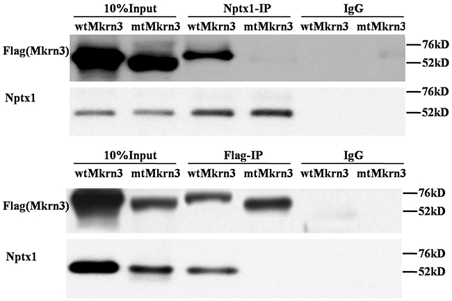 Ring finger of Mkrn3 essential for interaction with Nptx1.