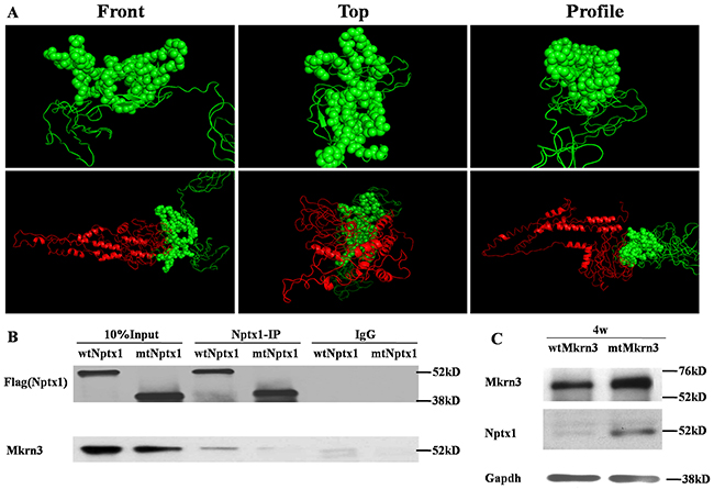 The interaction domain between Mkrn3 and Nptx1.