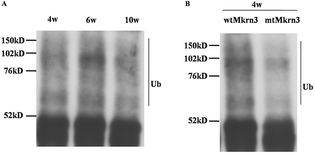 The polyubiquitination modification of Nptx1 by Mkrn3.