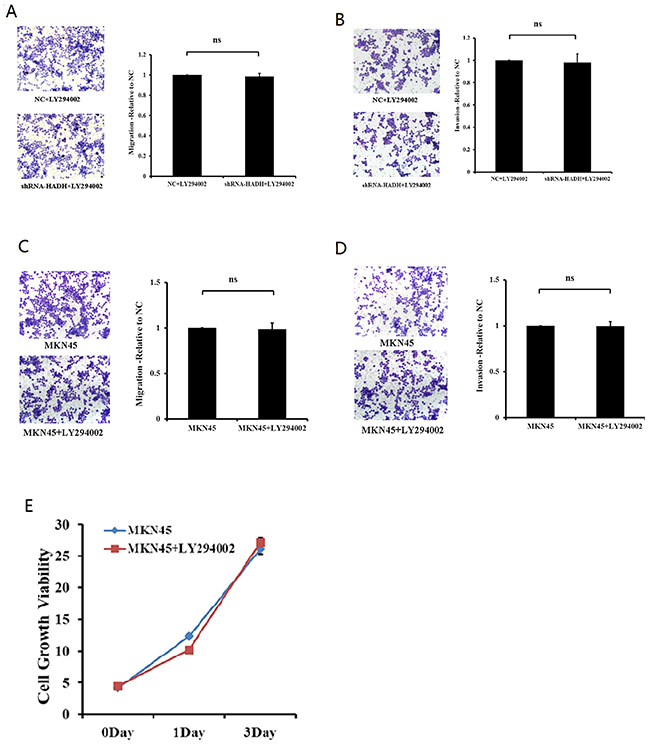 The PI3K inhibitor prevents HADH knockdown-induced MKN45 cell migration.